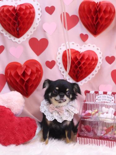 20240224ルナちゃん